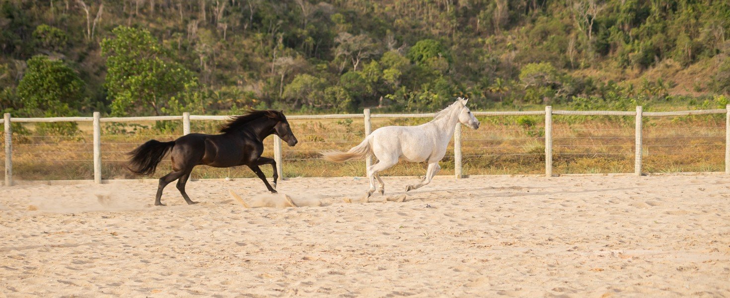 Chácaras da Barra: desfrute da natureza e eleve seu bem-estar